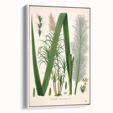 Vintage Botanical Illustration of Saccharum officinarum Art Print
