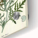 Vintage Botanical Illustration of Papaver Rhoeas Art Print