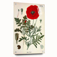 Vintage Botanical Illustration of Papaver Rhoeas Art Print