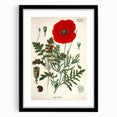 Vintage Botanical Illustration of Papaver Rhoeas Art Print