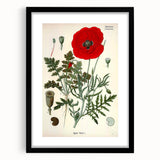 Vintage Botanical Illustration of Papaver Rhoeas Art Print