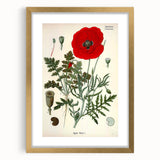 Vintage Botanical Illustration of Papaver Rhoeas Art Print