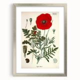 Vintage Botanical Illustration of Papaver Rhoeas Art Print