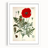 Vintage Botanical Illustration of Papaver Rhoeas Art Print
