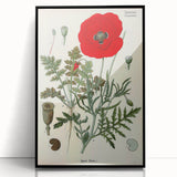 Vintage Botanical Illustration of Papaver Rhoeas Art Print