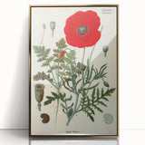 Vintage Botanical Illustration of Papaver Rhoeas Art Print