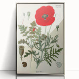 Vintage Botanical Illustration of Papaver Rhoeas Art Print