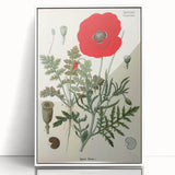 Vintage Botanical Illustration of Papaver Rhoeas Art Print