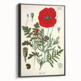 Vintage Botanical Illustration of Papaver Rhoeas Art Print