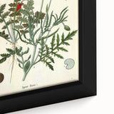 Vintage Botanical Illustration of Papaver Rhoeas Art Print