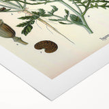 Vintage Botanical Illustration of Papaver Rhoeas Art Print