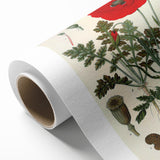 Vintage Botanical Illustration of Papaver Rhoeas Art Print