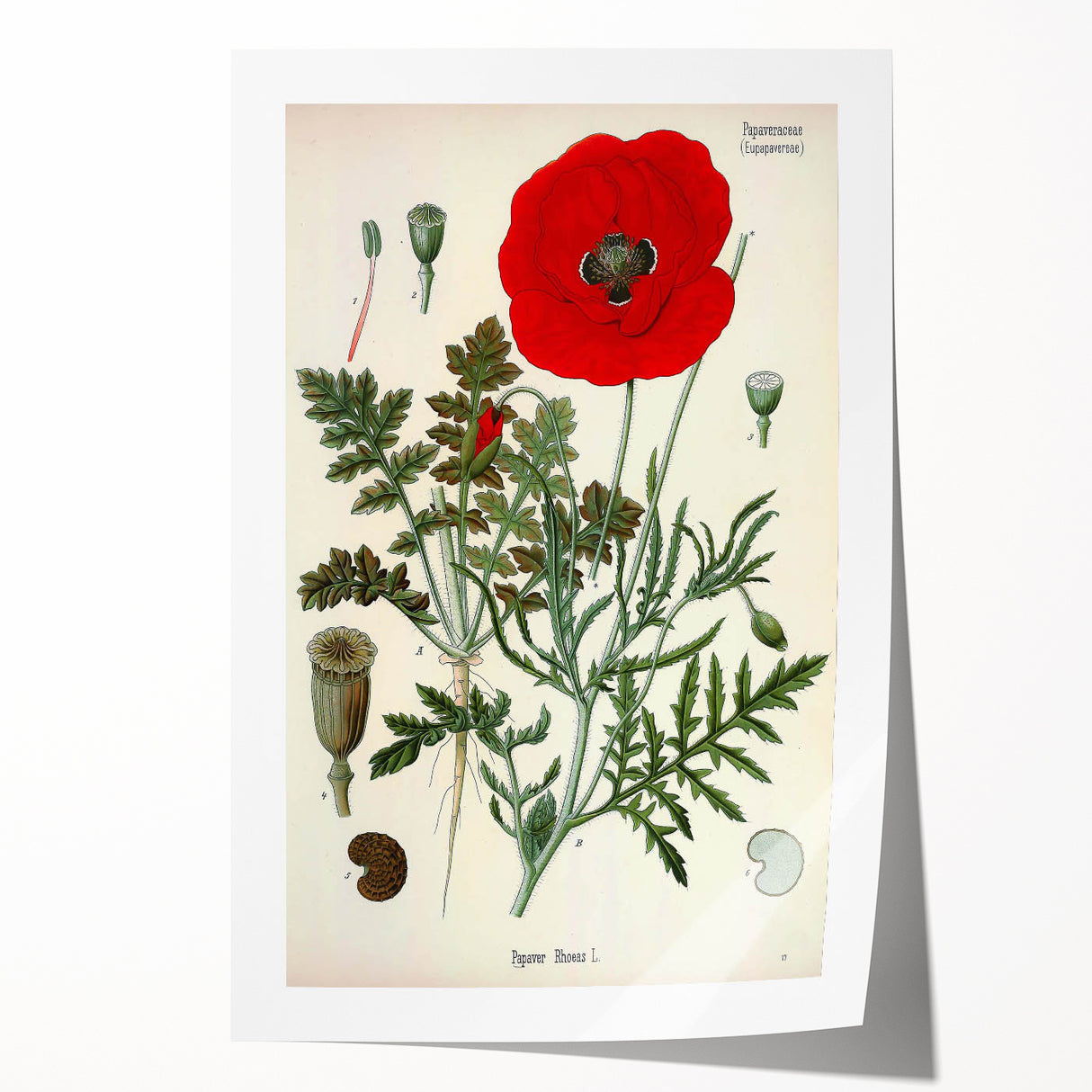 Vintage Botanical Illustration of Papaver Rhoeas Art Print