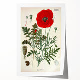 Vintage Botanical Illustration of Papaver Rhoeas Art Print