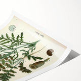 Vintage Botanical Illustration of Papaver Rhoeas Art Print