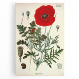 Vintage Botanical Illustration of Papaver Rhoeas Art Print