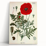 Vintage Botanical Illustration of Papaver Rhoeas Art Print