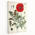 Vintage Botanical Illustration of Papaver Rhoeas Art Print