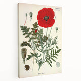 Vintage Botanical Illustration of Papaver Rhoeas Art Print