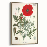 Vintage Botanical Illustration of Papaver Rhoeas Art Print