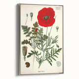 Vintage Botanical Illustration of Papaver Rhoeas Art Print