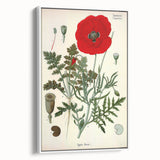 Vintage Botanical Illustration of Papaver Rhoeas Art Print