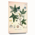 Vintage Botanical Art Print - Liquidambar Orientalis Sweetgum Illustration