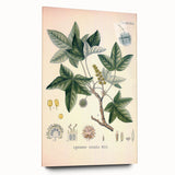 Vintage Botanical Art Print - Liquidambar Orientalis Sweetgum Illustration