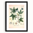 Vintage Botanical Art Print - Liquidambar Orientalis Sweetgum Illustration
