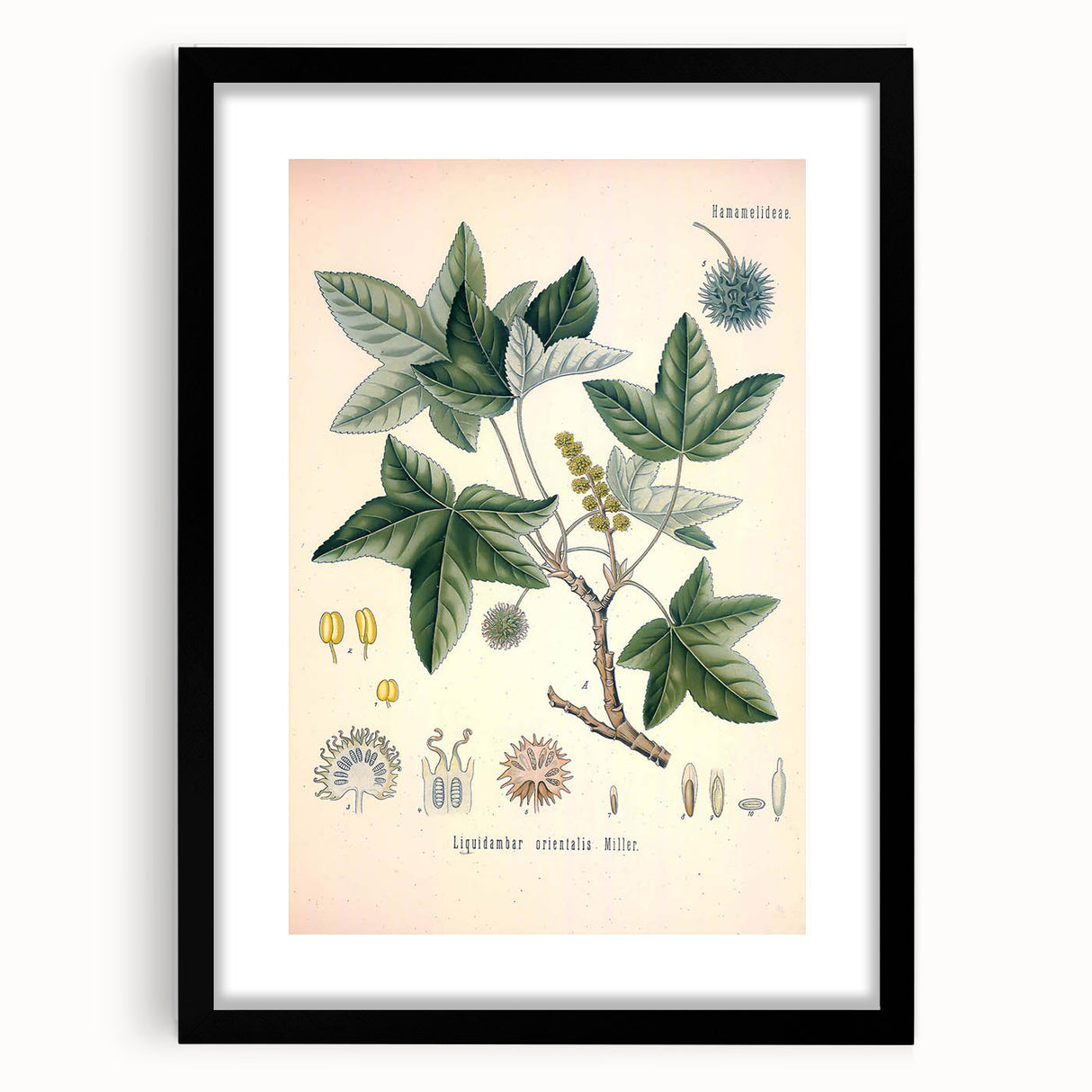 Vintage Botanical Art Print - Liquidambar Orientalis Sweetgum Illustration