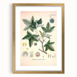 Vintage Botanical Art Print - Liquidambar Orientalis Sweetgum Illustration