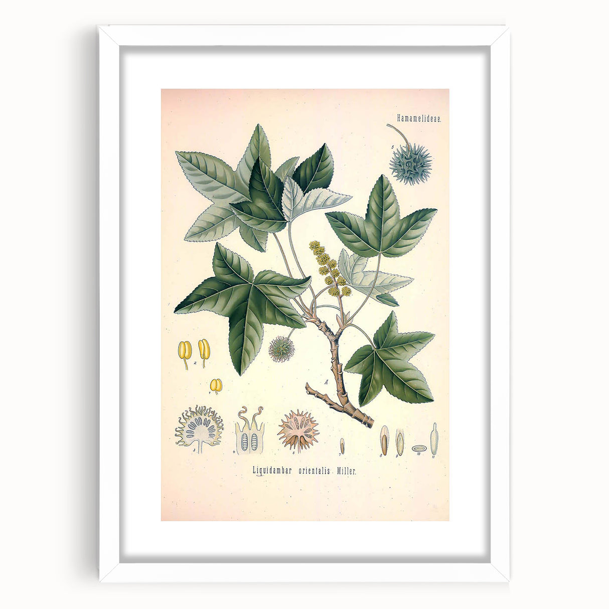Vintage Botanical Art Print - Liquidambar Orientalis Sweetgum Illustration