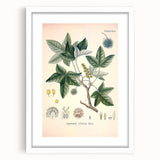 Vintage Botanical Art Print - Liquidambar Orientalis Sweetgum Illustration