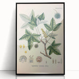 Vintage Botanical Art Print - Liquidambar Orientalis Sweetgum Illustration