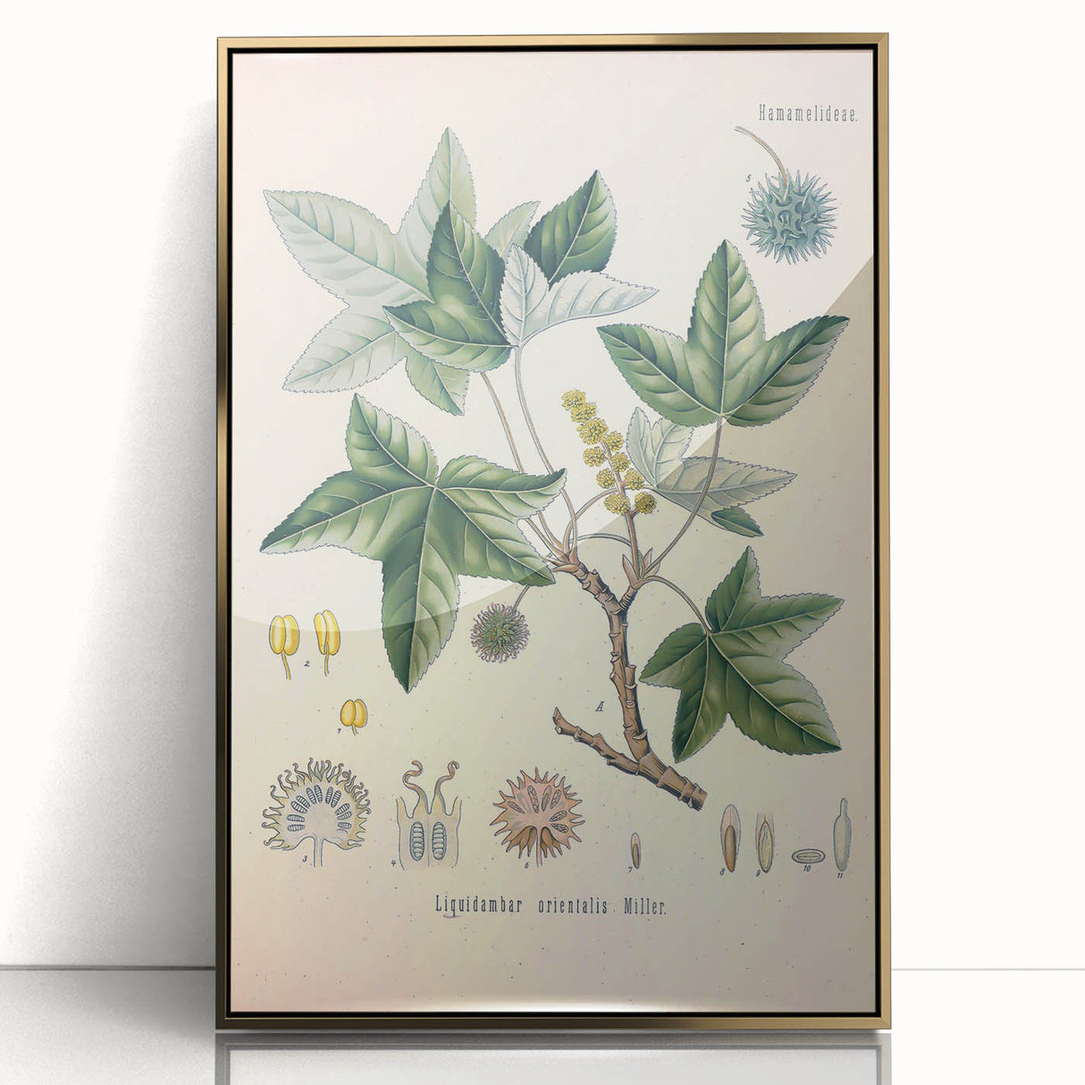 Vintage Botanical Art Print - Liquidambar Orientalis Sweetgum Illustration