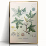 Vintage Botanical Art Print - Liquidambar Orientalis Sweetgum Illustration