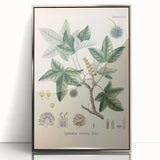 Vintage Botanical Art Print - Liquidambar Orientalis Sweetgum Illustration