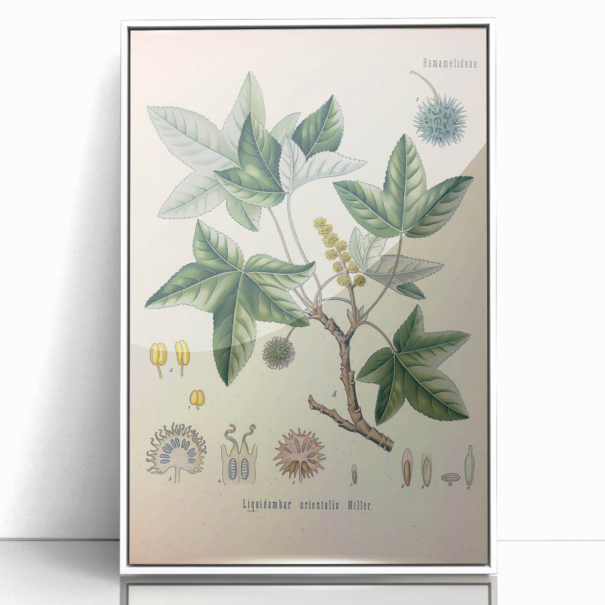 Vintage Botanical Art Print - Liquidambar Orientalis Sweetgum Illustration