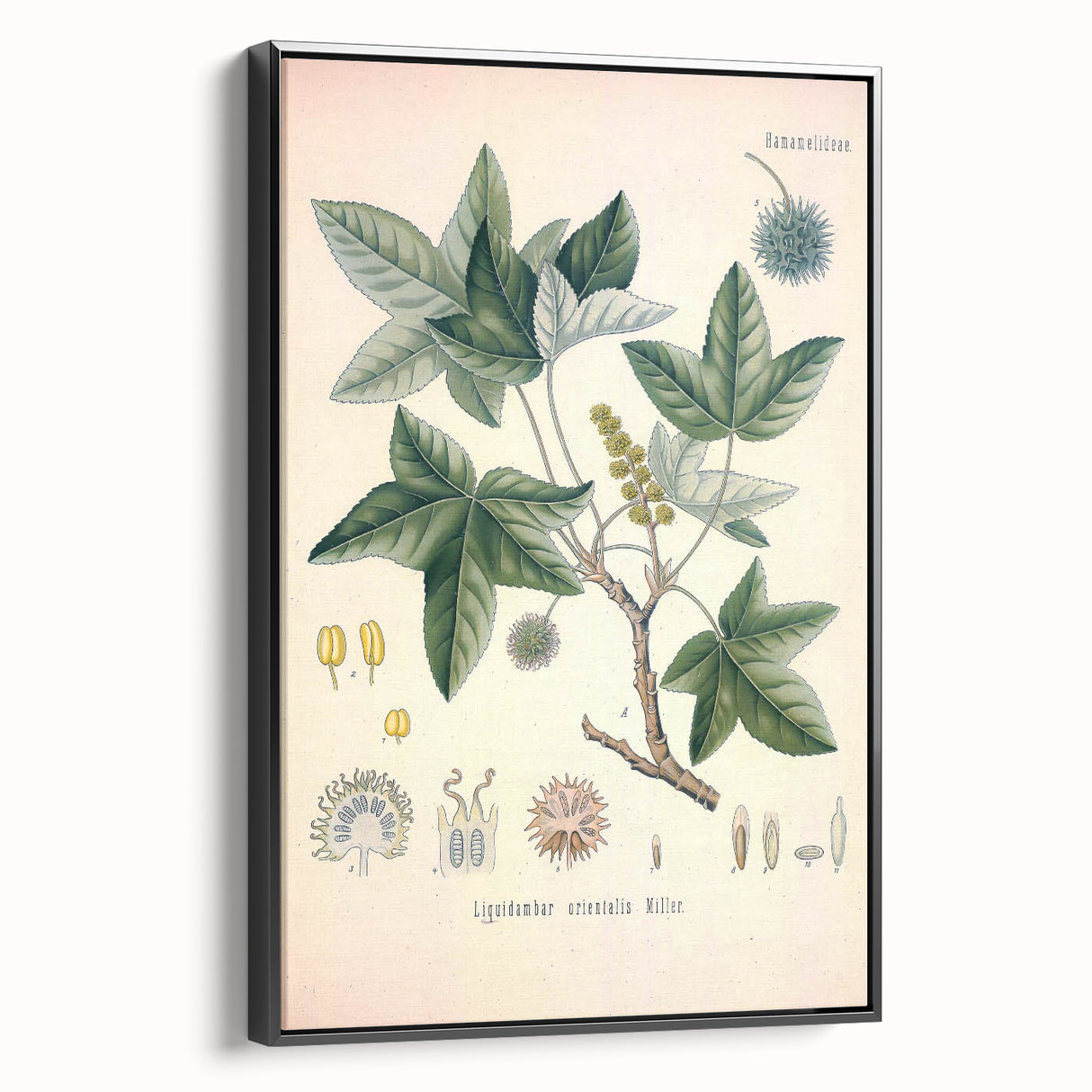 Vintage Botanical Art Print - Liquidambar Orientalis Sweetgum Illustration