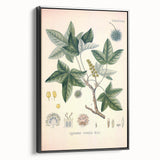 Vintage Botanical Art Print - Liquidambar Orientalis Sweetgum Illustration