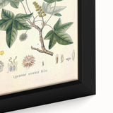 Vintage Botanical Art Print - Liquidambar Orientalis Sweetgum Illustration