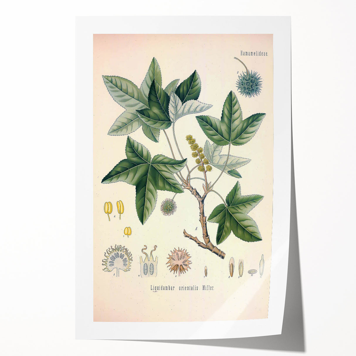 Vintage Botanical Art Print - Liquidambar Orientalis Sweetgum Illustration