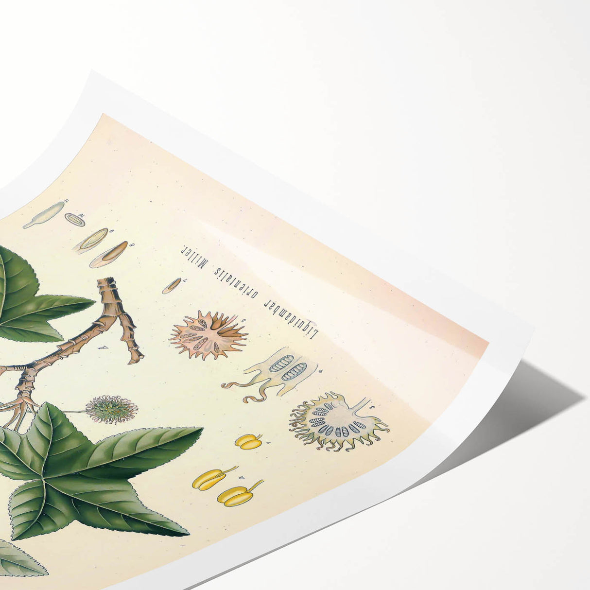 Vintage Botanical Art Print - Liquidambar Orientalis Sweetgum Illustration