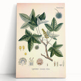 Vintage Botanical Art Print - Liquidambar Orientalis Sweetgum Illustration