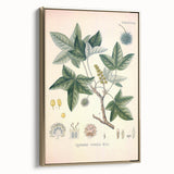 Vintage Botanical Art Print - Liquidambar Orientalis Sweetgum Illustration