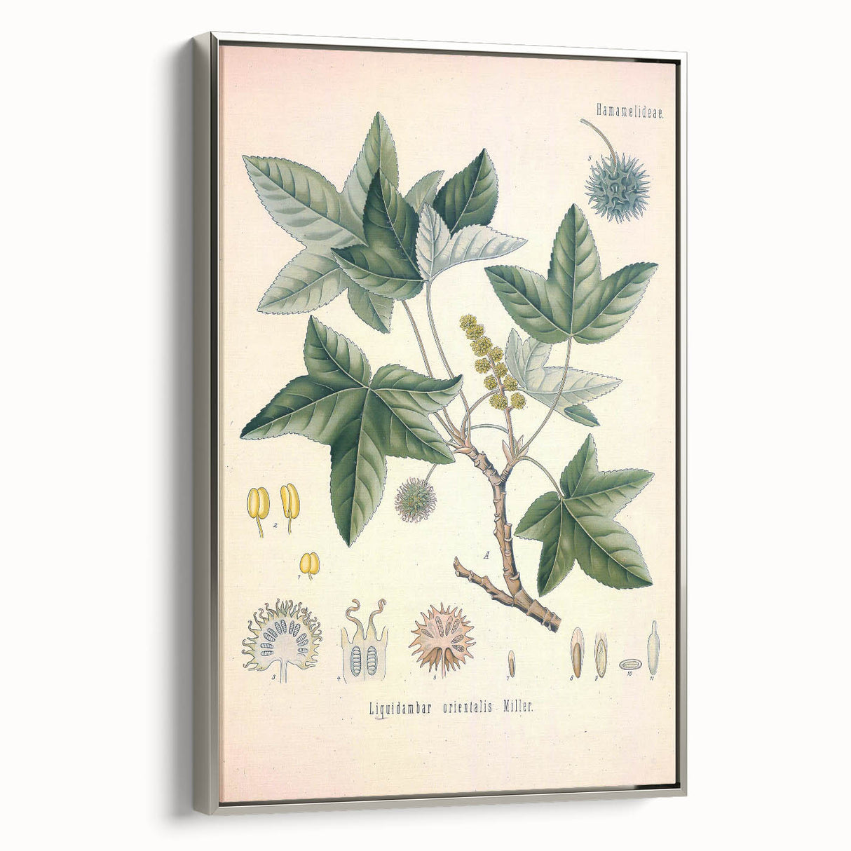 Vintage Botanical Art Print - Liquidambar Orientalis Sweetgum Illustration