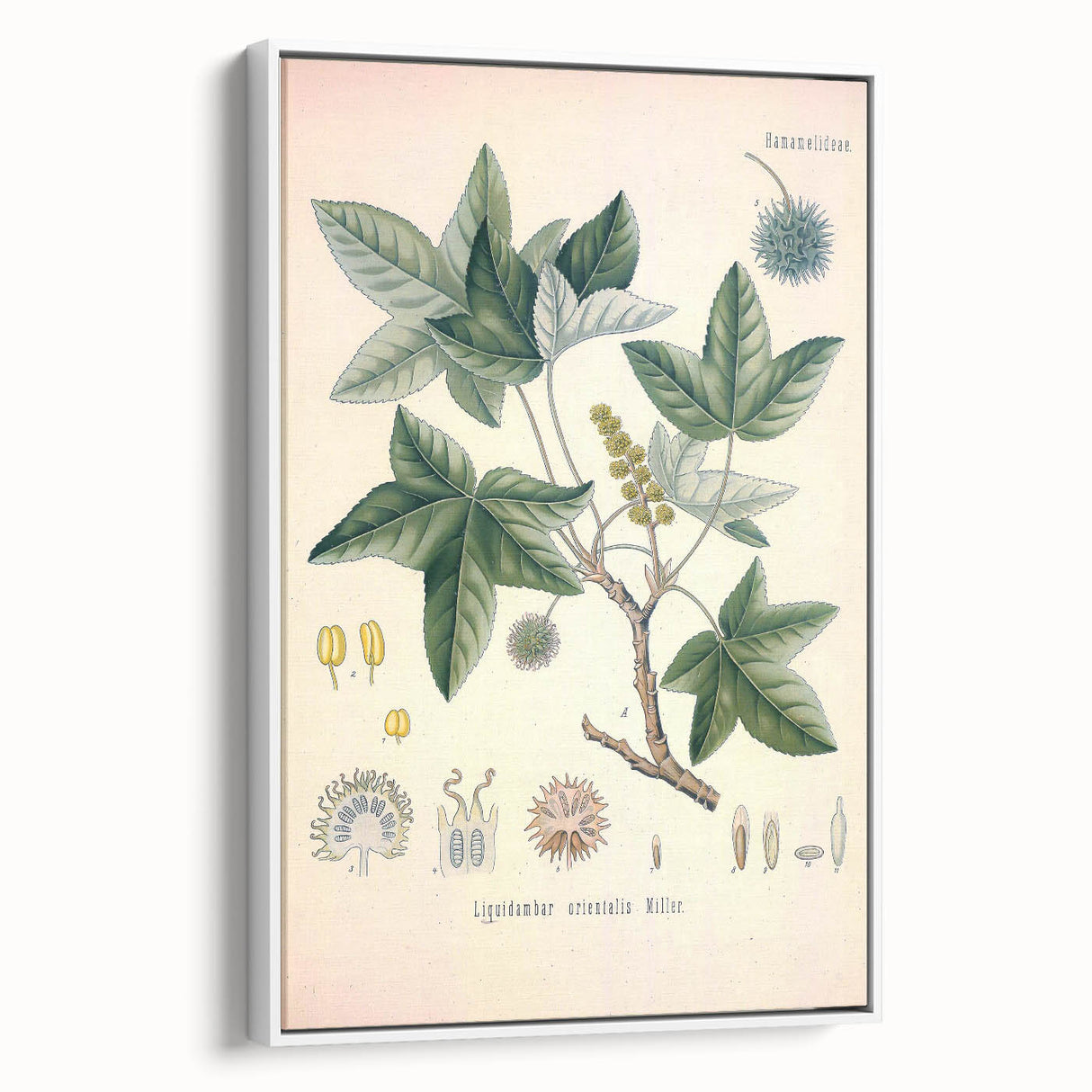 Vintage Botanical Art Print - Liquidambar Orientalis Sweetgum Illustration