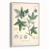 Vintage Botanical Art Print - Liquidambar Orientalis Sweetgum Illustration