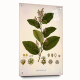 Vintage Botanical Art Print - Euphorbiaceae Leaf and Flower Illustration