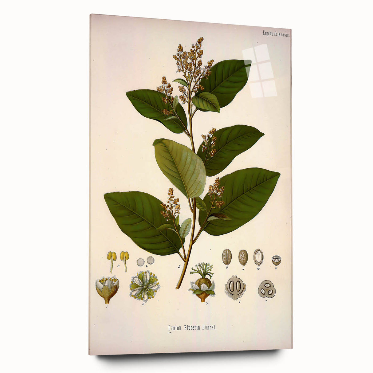 Vintage Botanical Art Print - Euphorbiaceae Leaf and Flower Illustration
